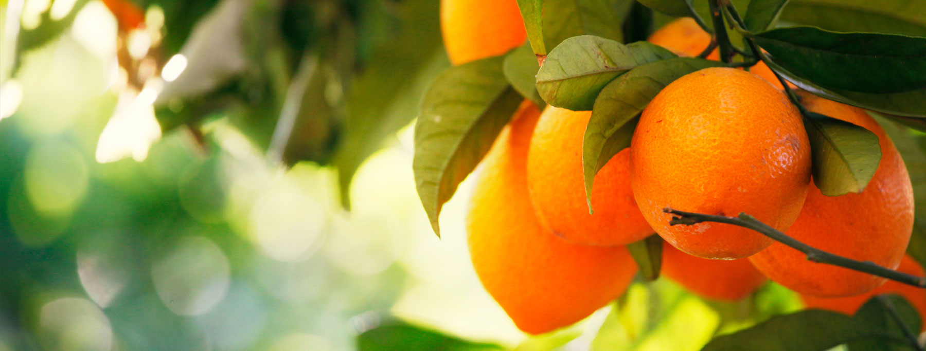 Exchange Traded Commodities (ETCs)